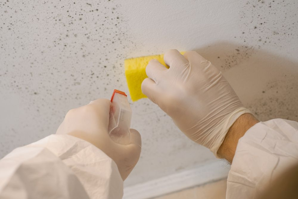 diy bathroom mold removal redmond homeowner's gloved hands holding a mold solution spray and scrub
