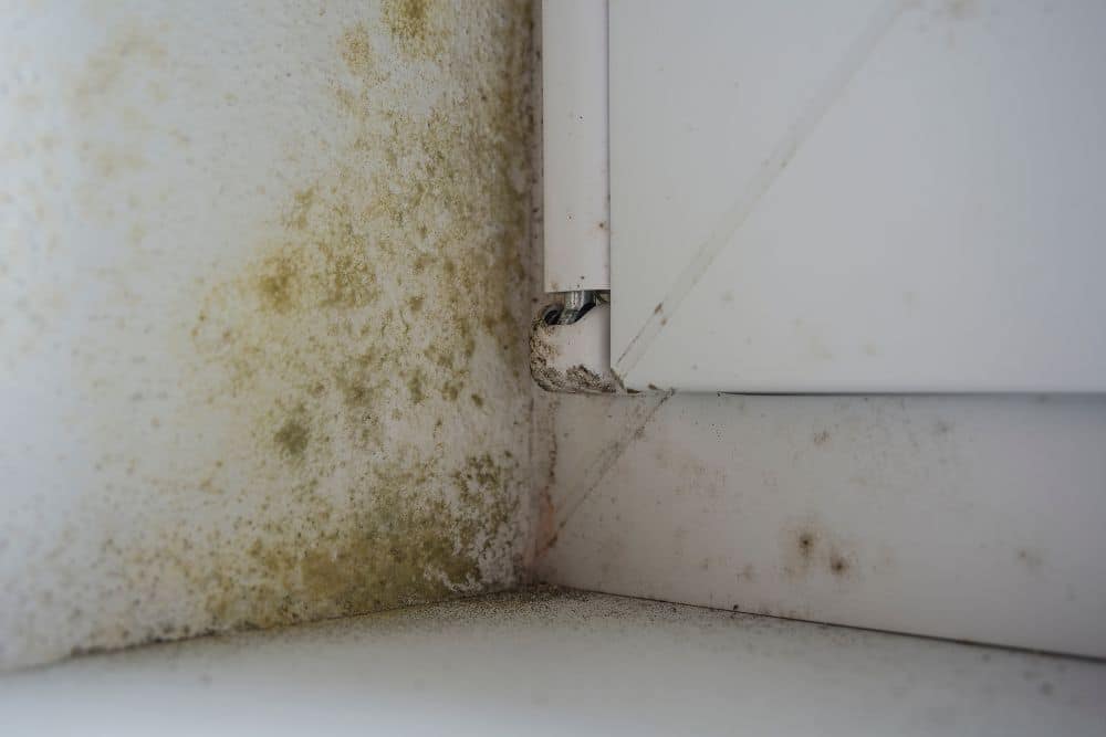 prevent mold in Seattle bathroom